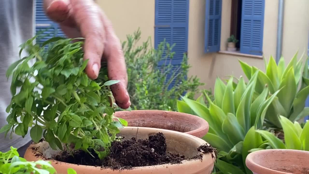 手种植植物视频下载