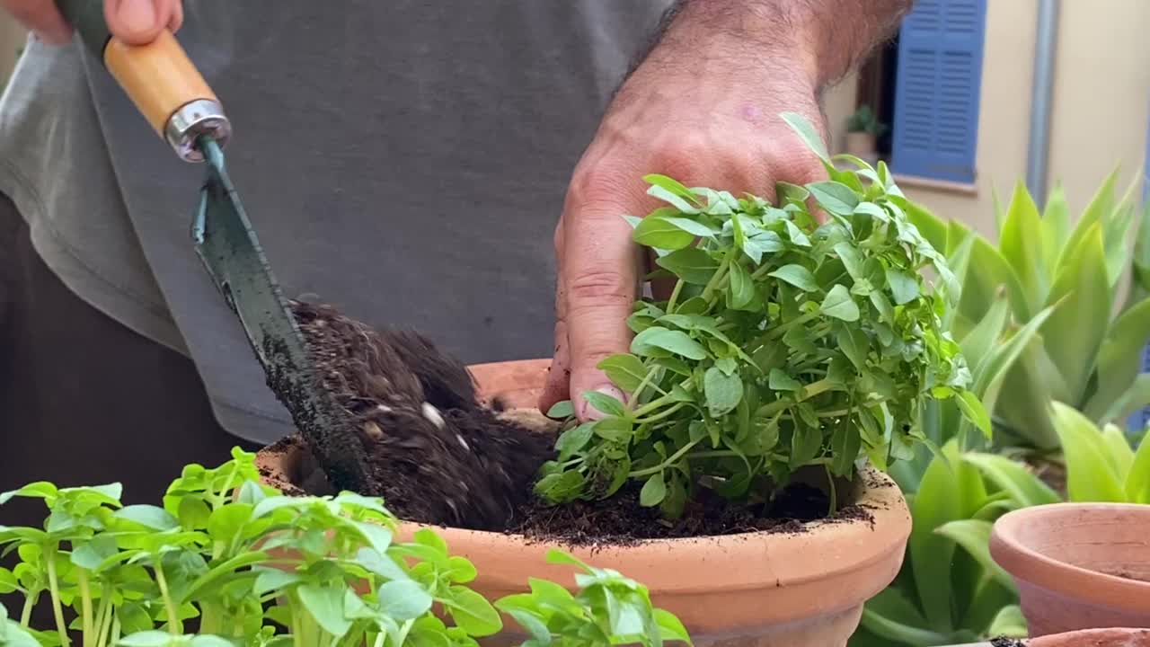 手种植植物视频素材