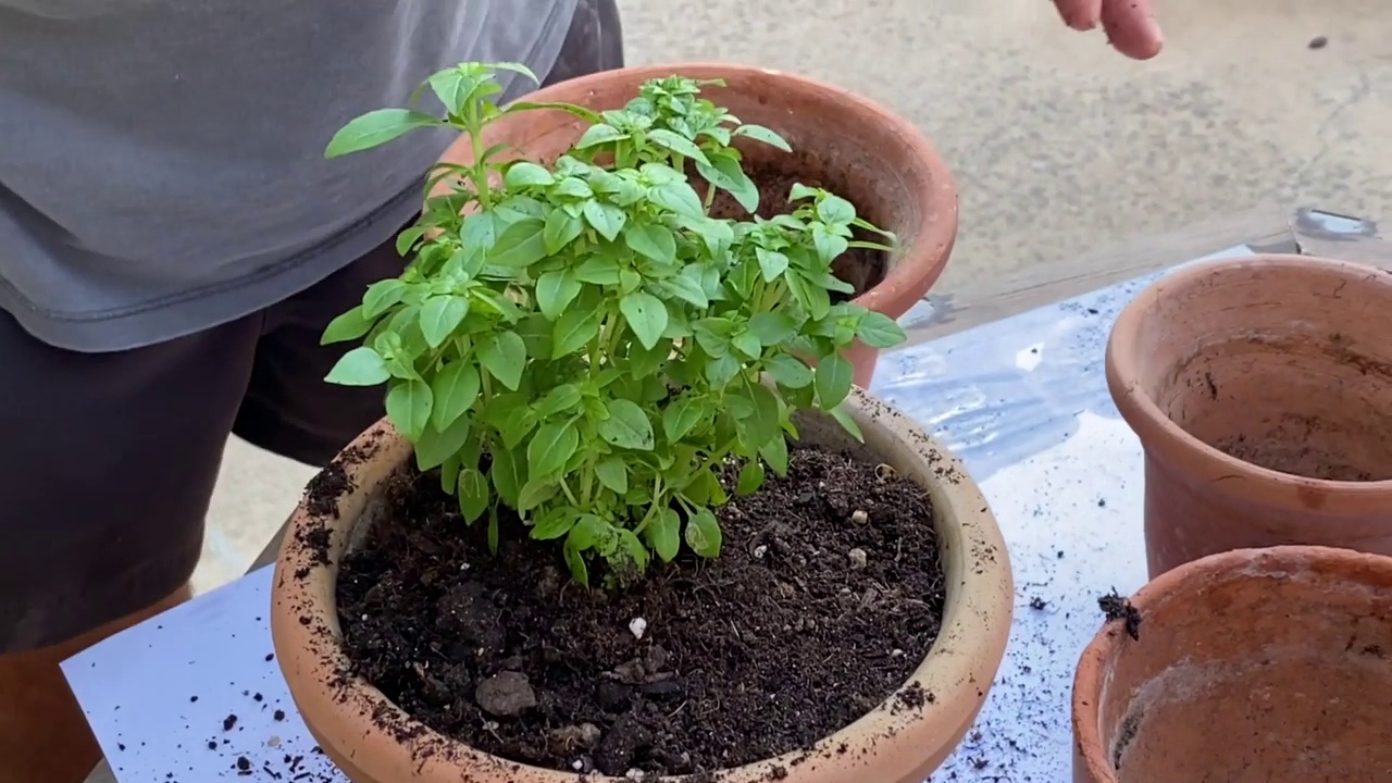 手种植植物视频素材