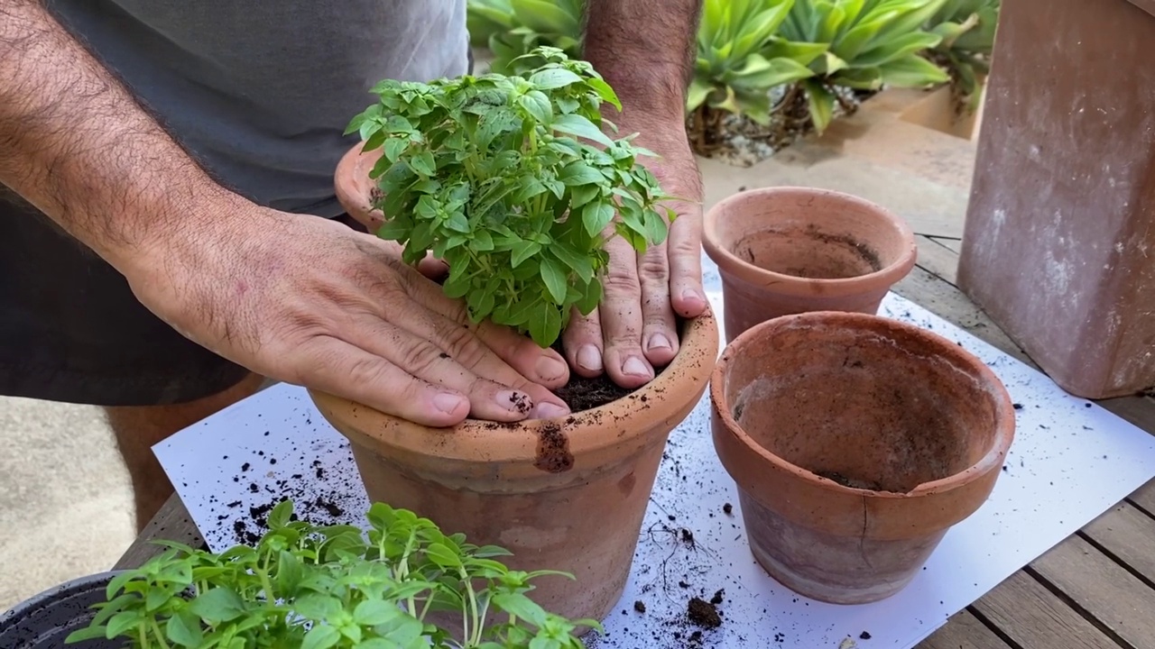 手种植植物视频下载