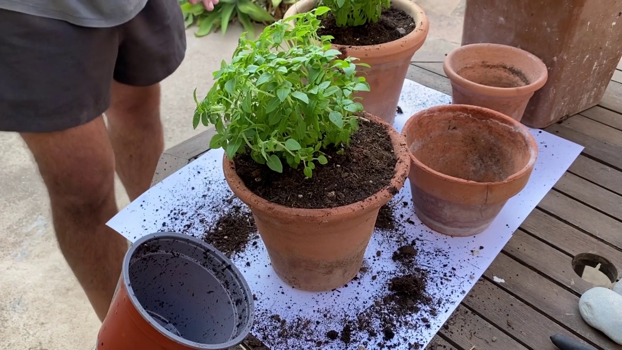 手种植植物视频下载