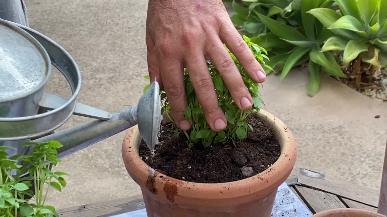 手种植植物视频下载