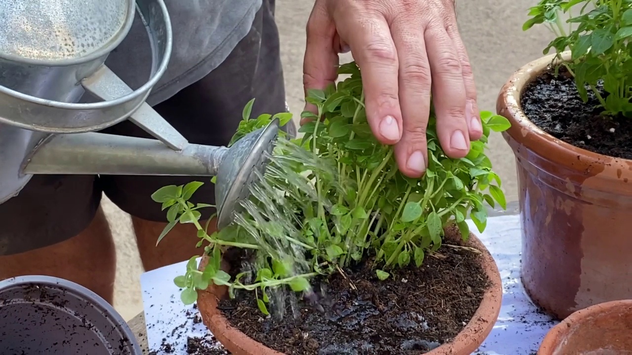 手种植植物视频素材