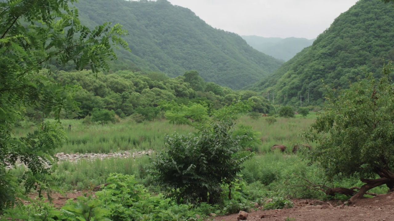 DMZ(非军事区)-一群野猪(Sus scrofas)在森林中行走的风景/韩国视频素材