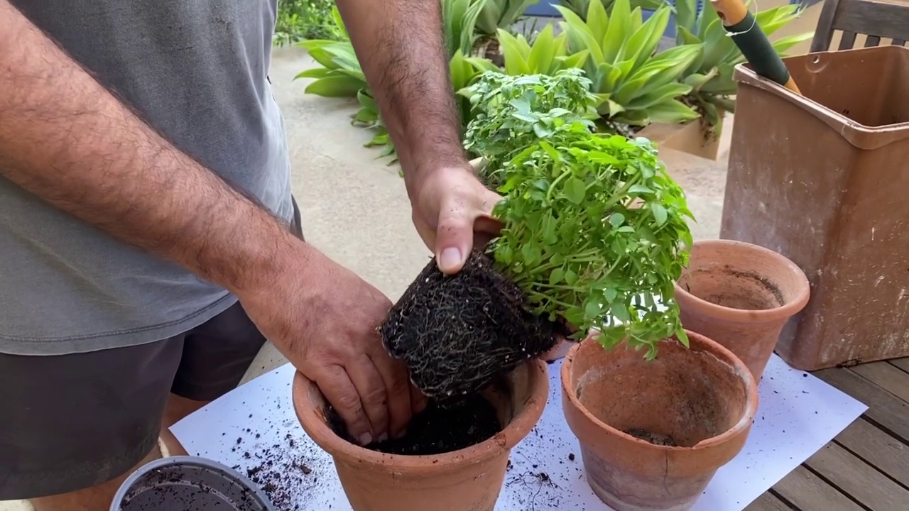 手种植植物视频素材