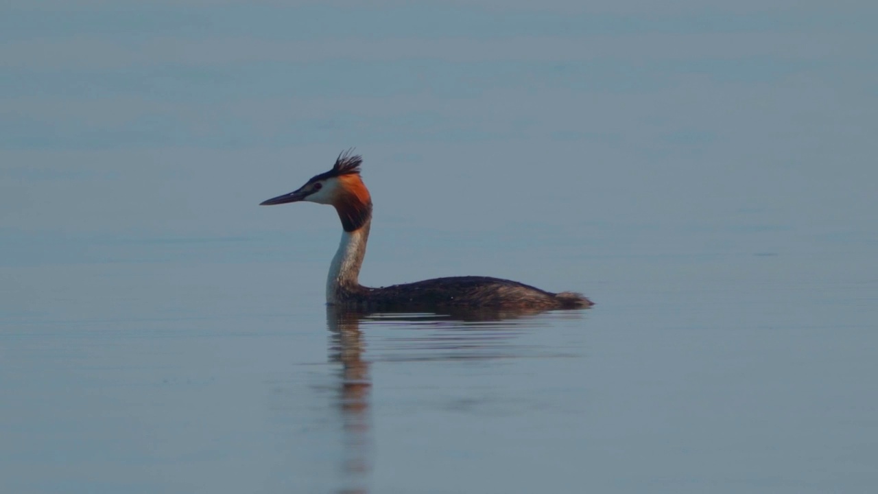 在一个阳光明媚的夏日早晨，大凤头䴙䴘(Podiceps cristatus)在湖上游泳。视频素材