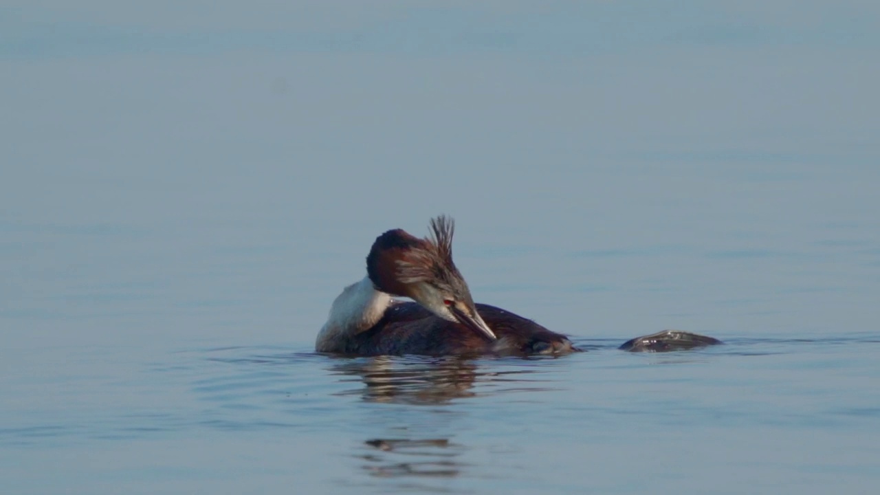 在一个阳光明媚的夏日早晨，大凤头䴙䴘(Podiceps cristatus)在湖上游泳。视频素材