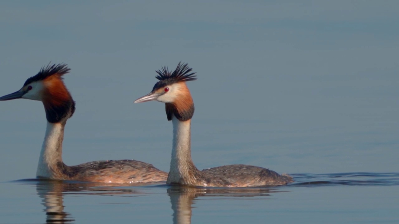 鸟类-大冠䴙䴘(Podiceps cristatus)在一个阳光明媚的夏天早晨在湖上游泳。视频素材