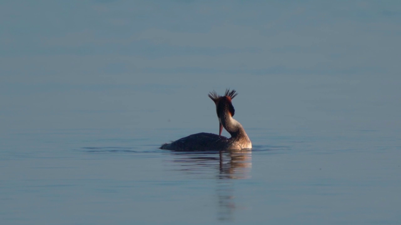 在一个阳光明媚的夏日早晨，大凤头䴙䴘(Podiceps cristatus)在湖上游泳。视频素材