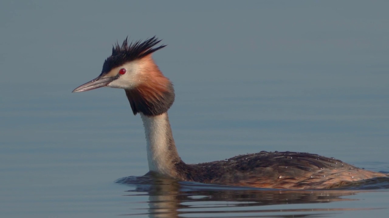 在一个阳光明媚的夏日早晨，大凤头䴙䴘(Podiceps cristatus)在湖上游泳。视频素材