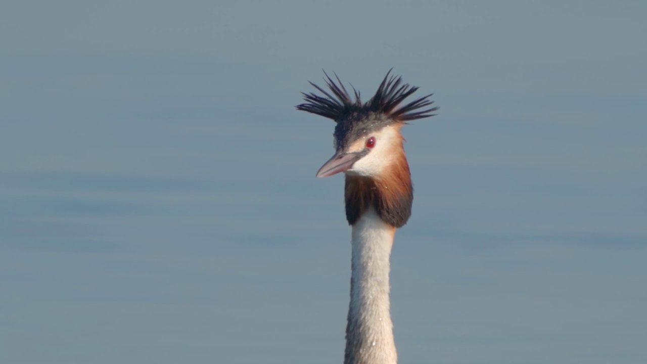 在一个阳光明媚的夏日早晨，大凤头䴙䴘(Podiceps cristatus)在湖上游泳。视频素材