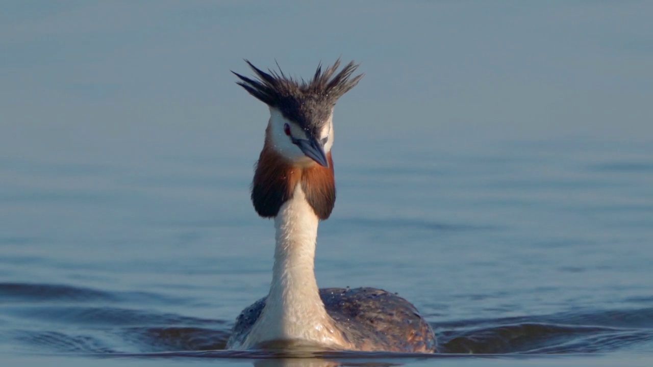 在一个阳光明媚的夏日早晨，大凤头䴙䴘(Podiceps cristatus)在湖上游泳。视频素材