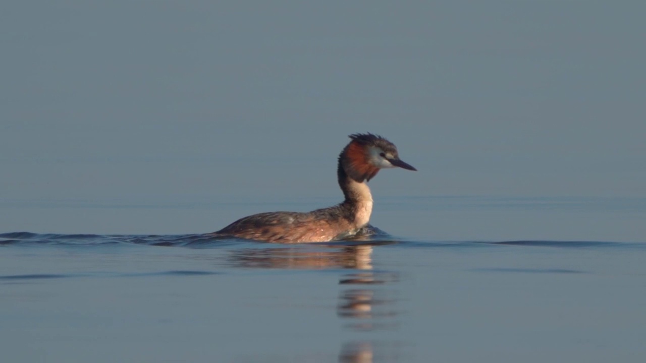 在一个阳光明媚的夏日早晨，大凤头䴙䴘(Podiceps cristatus)在湖上游泳。视频素材