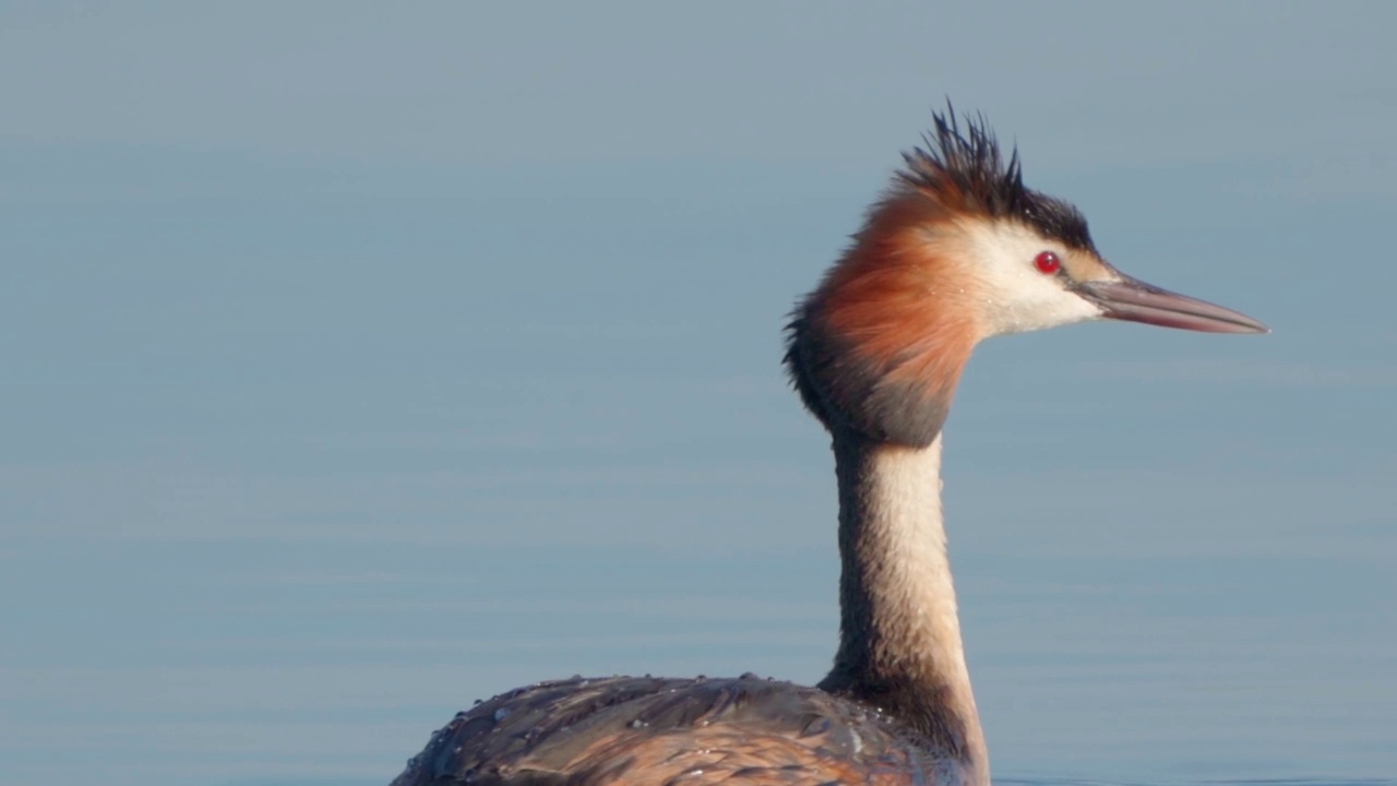 在一个阳光明媚的夏日早晨，大凤头䴙䴘(Podiceps cristatus)在湖上游泳。视频素材