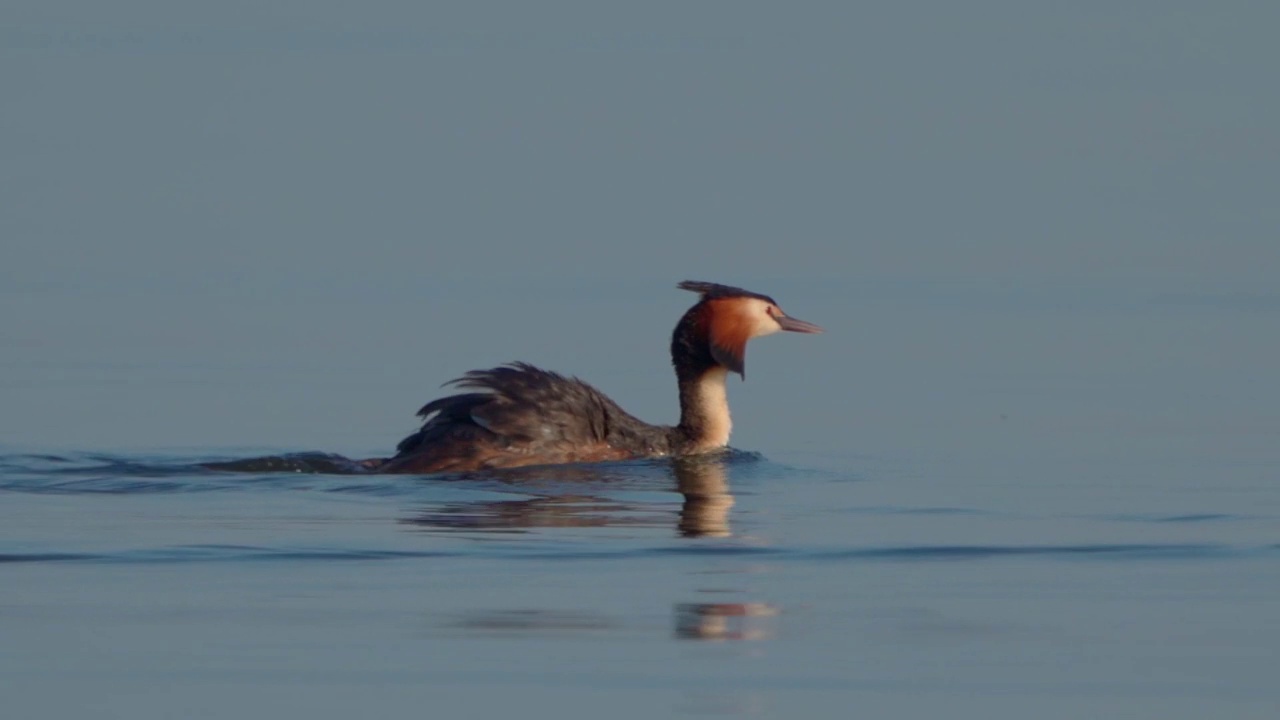 在一个阳光明媚的夏日早晨，大凤头䴙䴘(Podiceps cristatus)在湖上游泳。视频素材