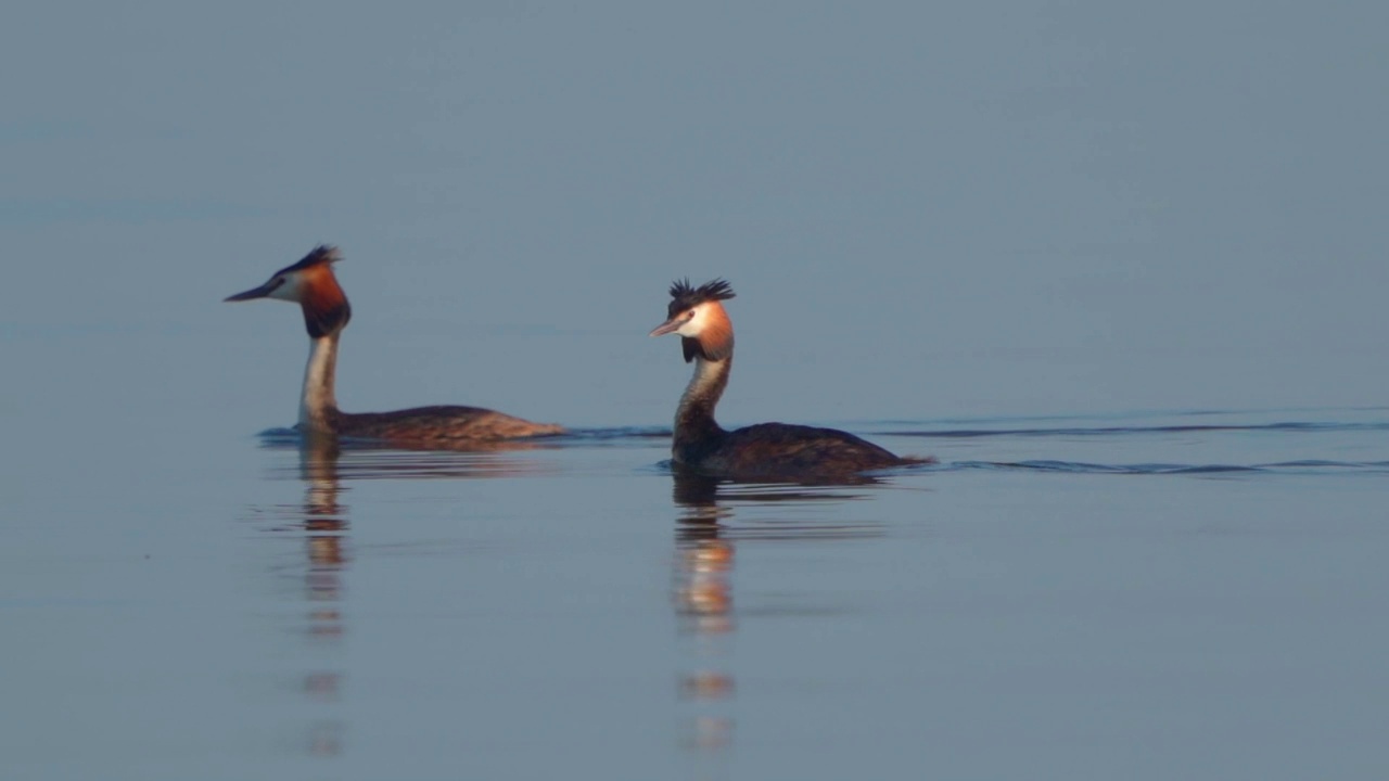 鸟类-大冠䴙䴘(Podiceps cristatus)在一个阳光明媚的夏天早晨在湖上游泳。视频素材