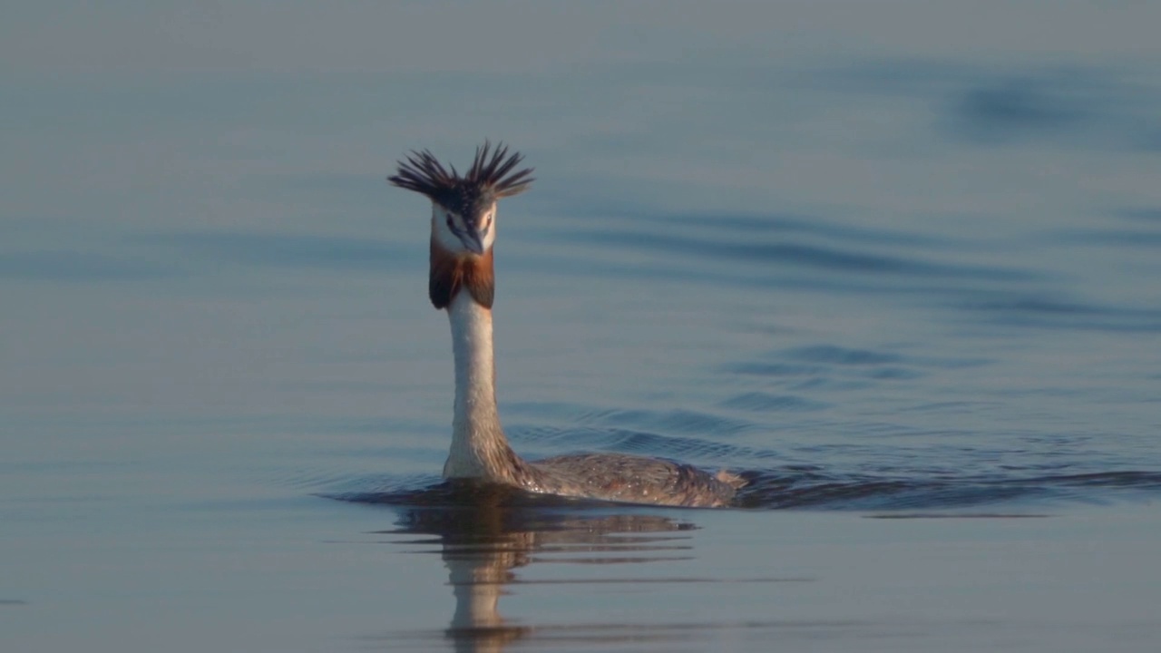 在一个阳光明媚的夏日早晨，大凤头䴙䴘(Podiceps cristatus)在湖上游泳。视频素材