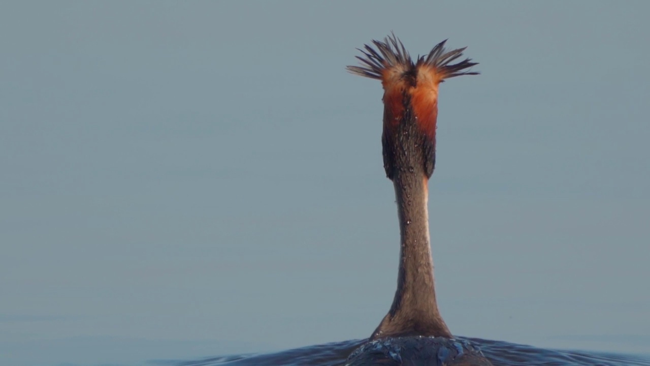 在一个阳光明媚的夏日早晨，大凤头䴙䴘(Podiceps cristatus)在湖上游泳。视频素材