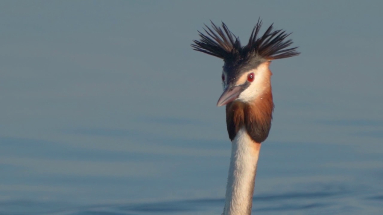 在一个阳光明媚的夏日早晨，大凤头䴙䴘(Podiceps cristatus)在湖上游泳。视频素材