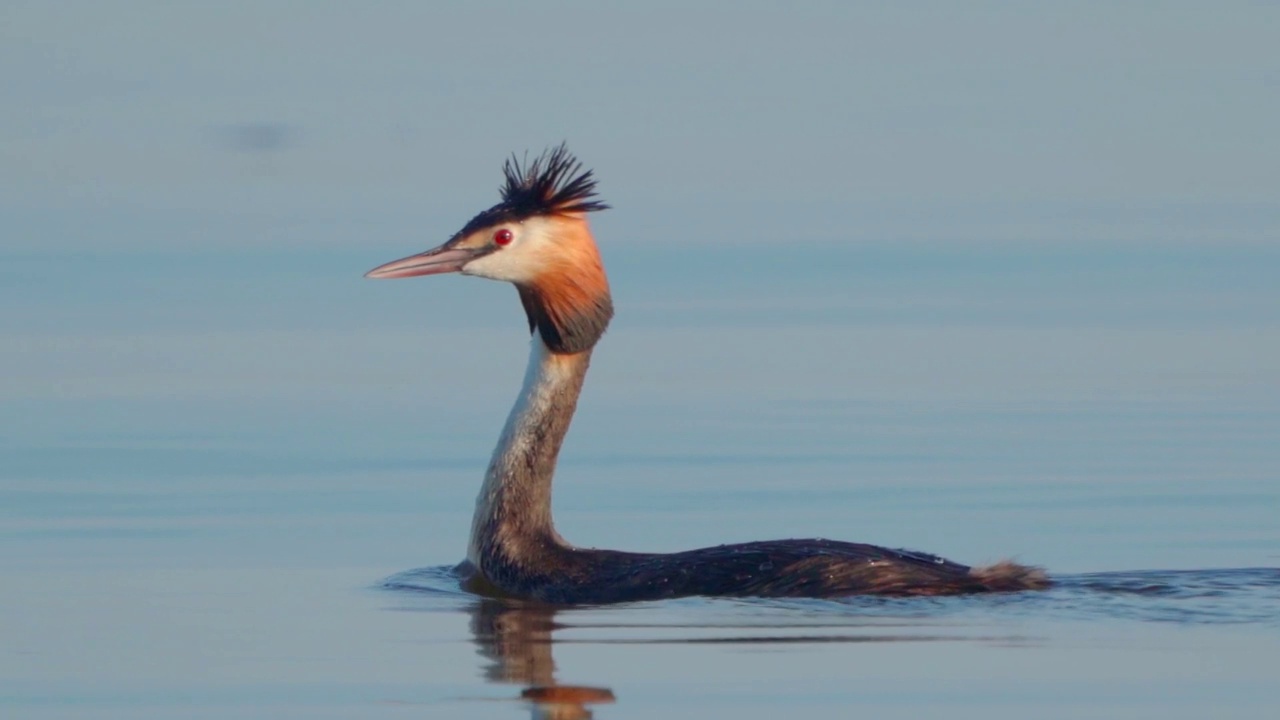 在一个阳光明媚的夏日早晨，大凤头䴙䴘(Podiceps cristatus)在湖上游泳。视频素材