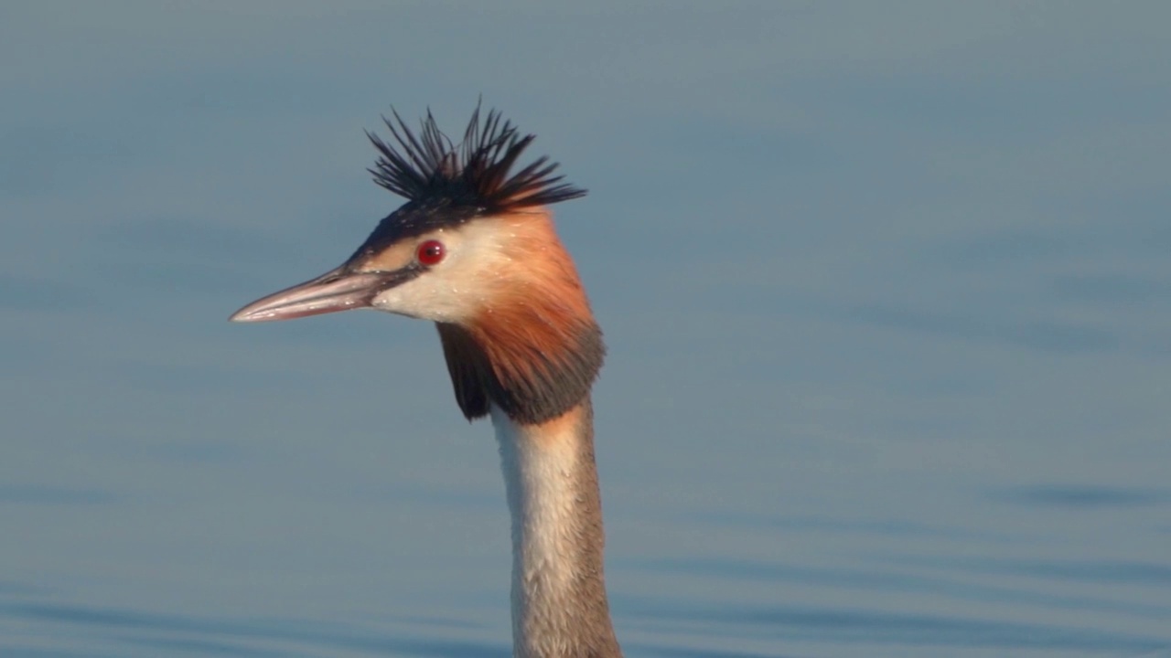 在一个阳光明媚的夏日早晨，大凤头䴙䴘(Podiceps cristatus)在湖上游泳。视频素材