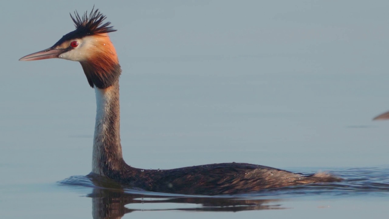 在一个阳光明媚的夏日早晨，大凤头䴙䴘(Podiceps cristatus)在湖上游泳。视频素材