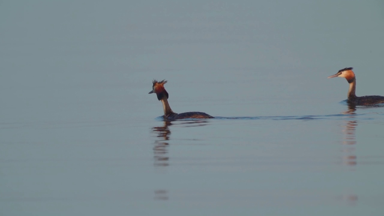 鸟类-大冠䴙䴘(Podiceps cristatus)在一个阳光明媚的夏天早晨在湖上游泳。视频素材