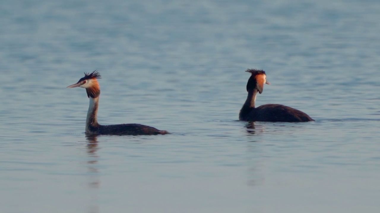 鸟类-大冠䴙䴘(Podiceps cristatus)在一个阳光明媚的夏天早晨在湖上游泳。视频素材