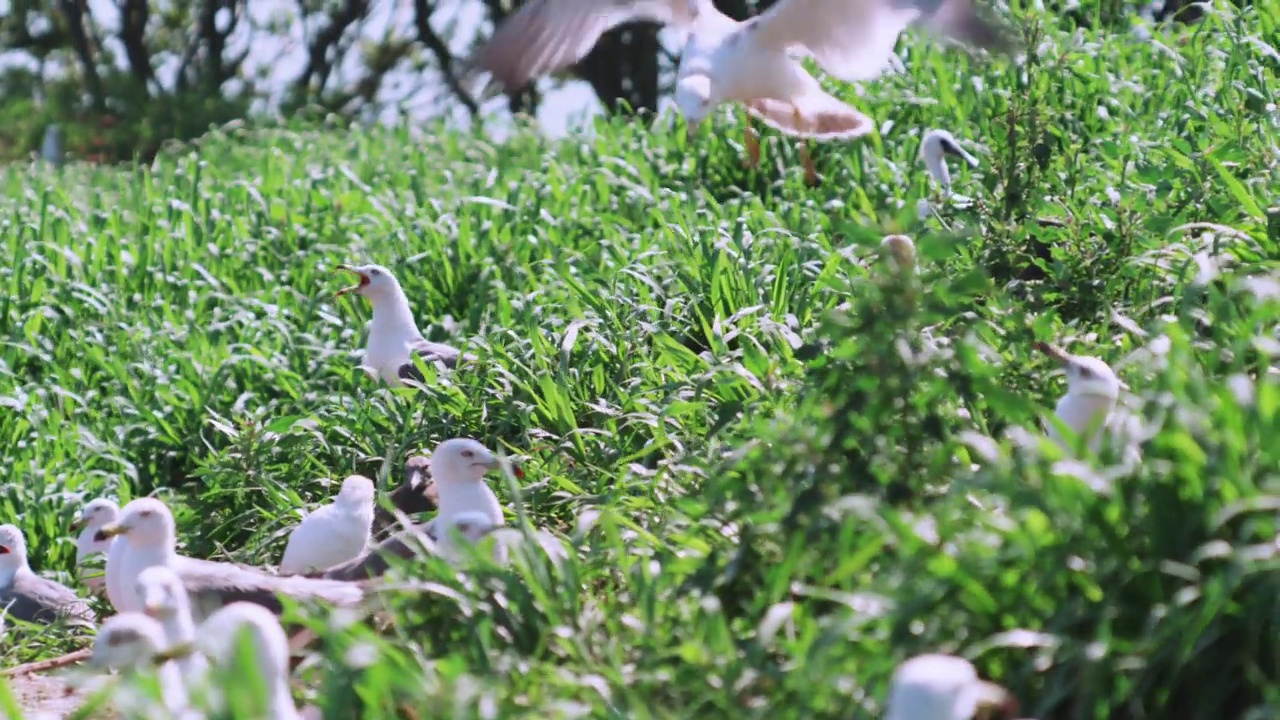 DMZ(非军事区)-黑尾鸥(Larus crassirostris)和黑脸琵鹭(Platalea minor)在夏季聚集在草地附近/韩国视频素材