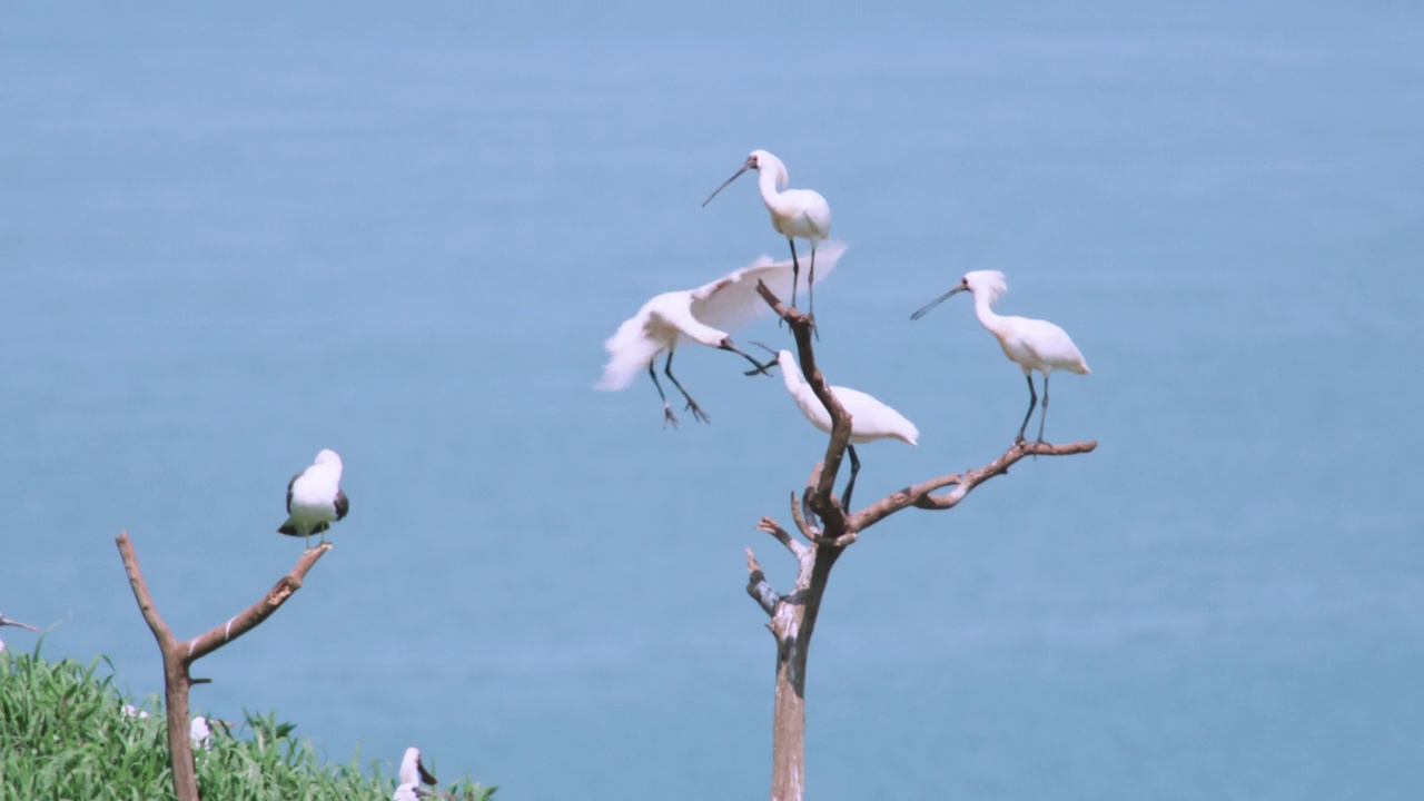 DMZ(非军事区)——韩国龟岛树上的黑尾鸥(Larus crassirostris)和黑脸琵鹭(Platalea minor)视频素材