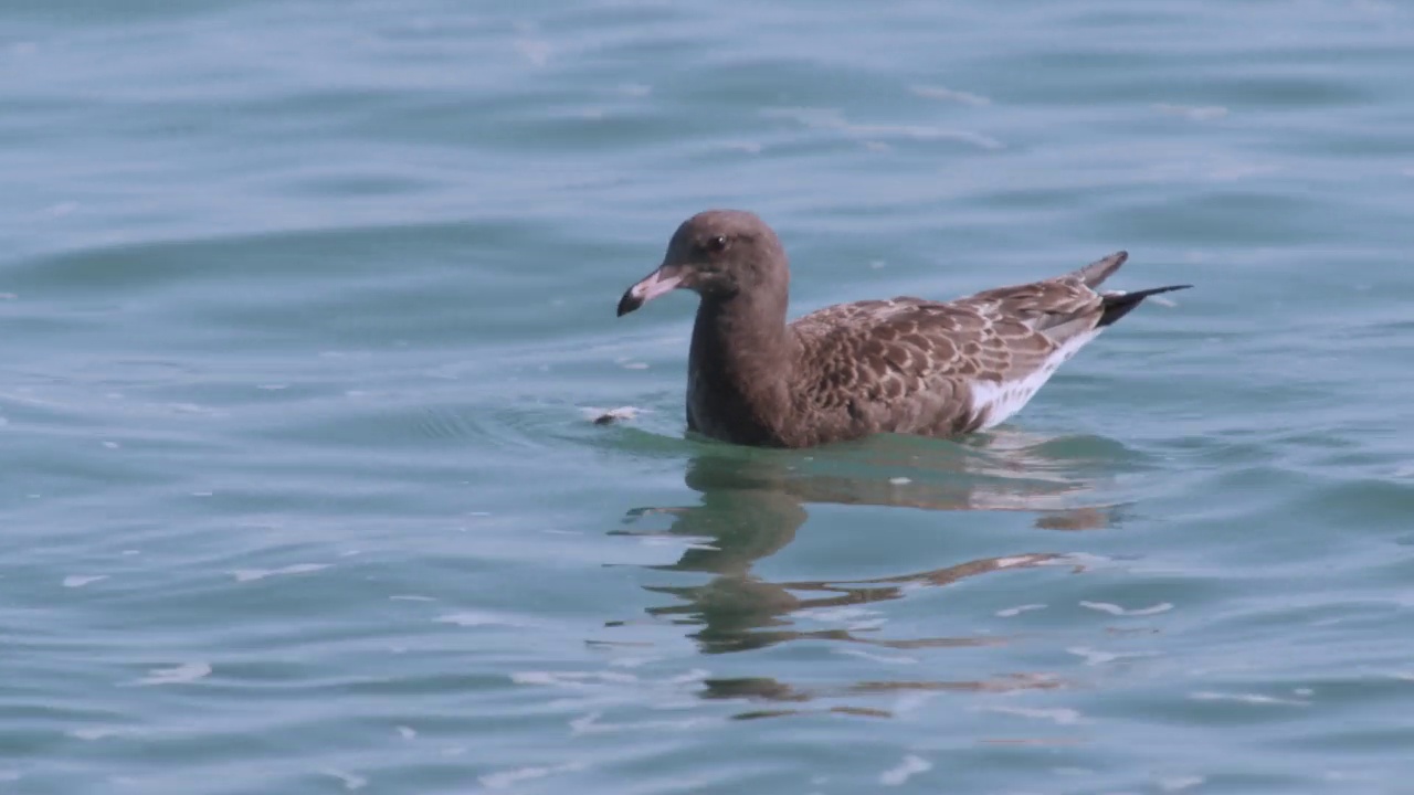 DMZ(非军事区)-漂浮在水面上的小黑尾鸥(Larus crassirostris) /韩国视频素材