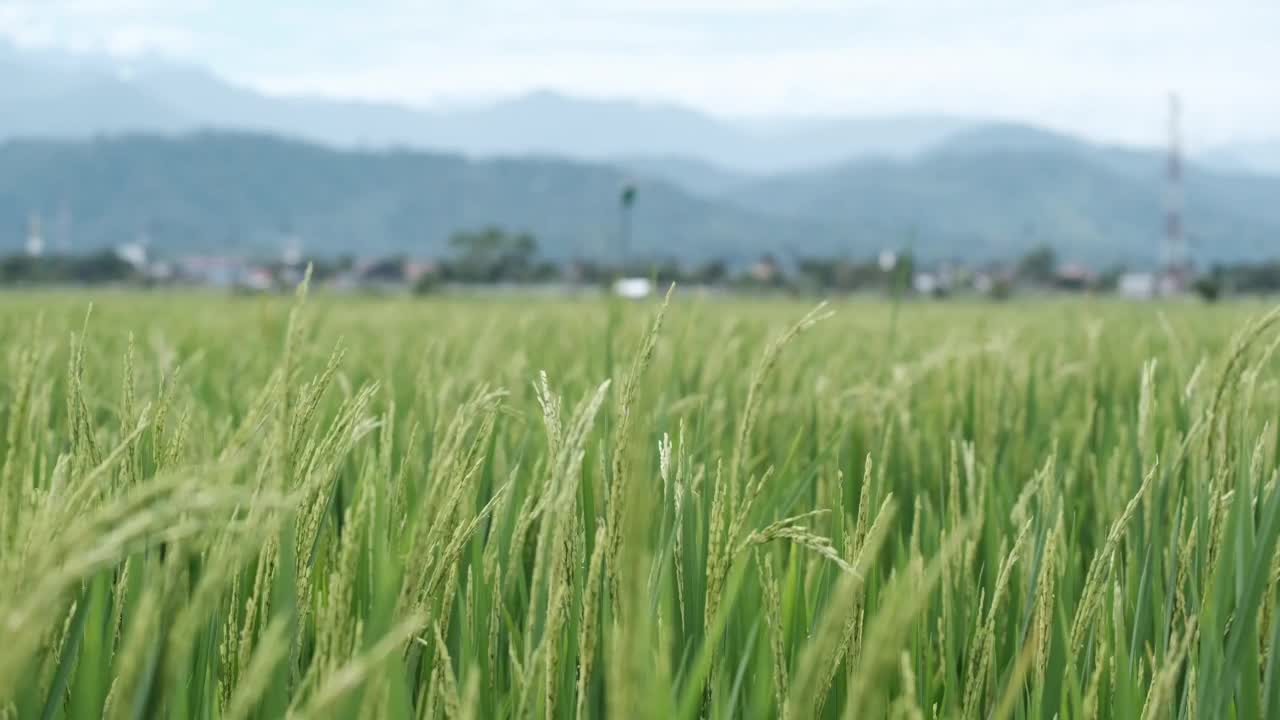 被风吹过的稻田和美丽的山的景色视频素材