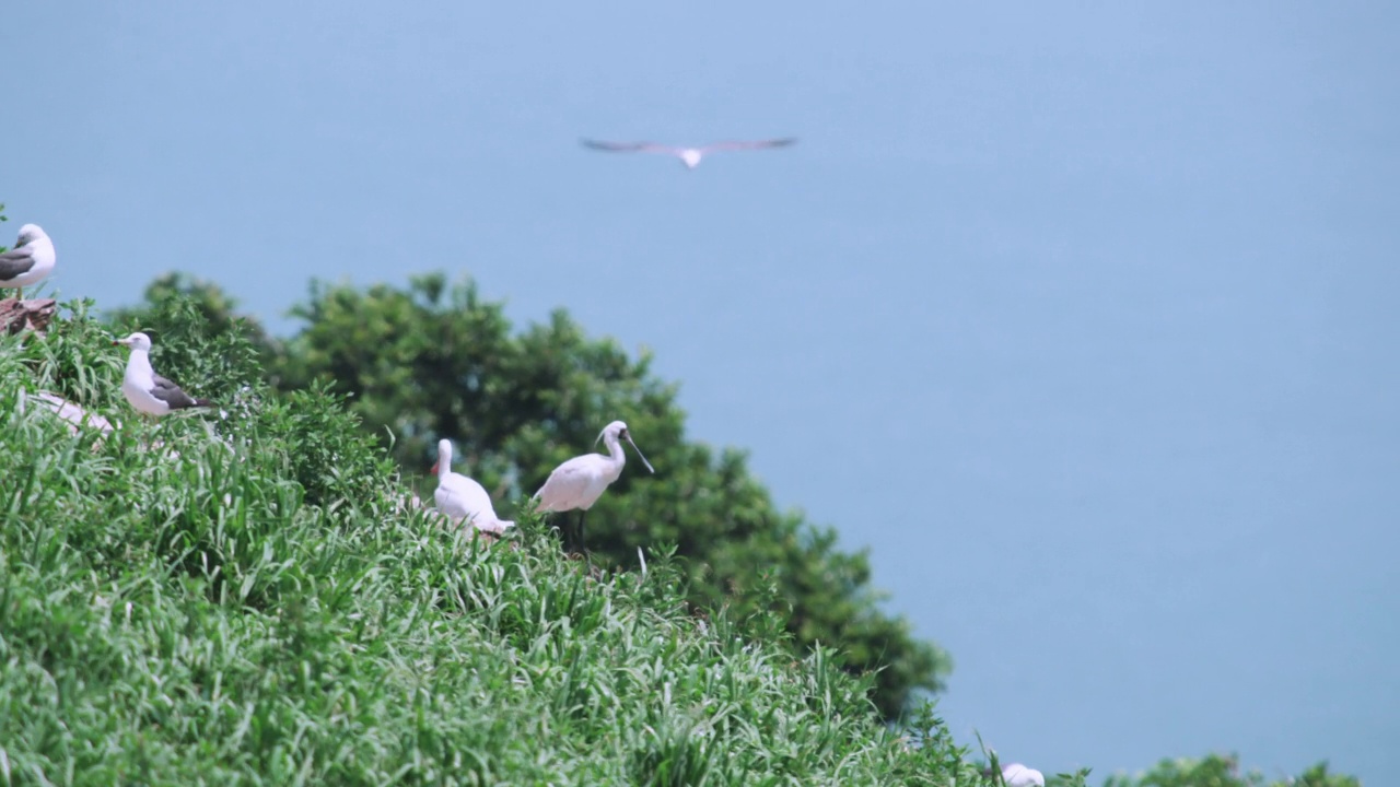 DMZ(非军事区)-黑尾鸥(Larus crassirostris)和黑脸琵鹭(Platalea minor)在夏季聚集在草地附近/韩国视频素材