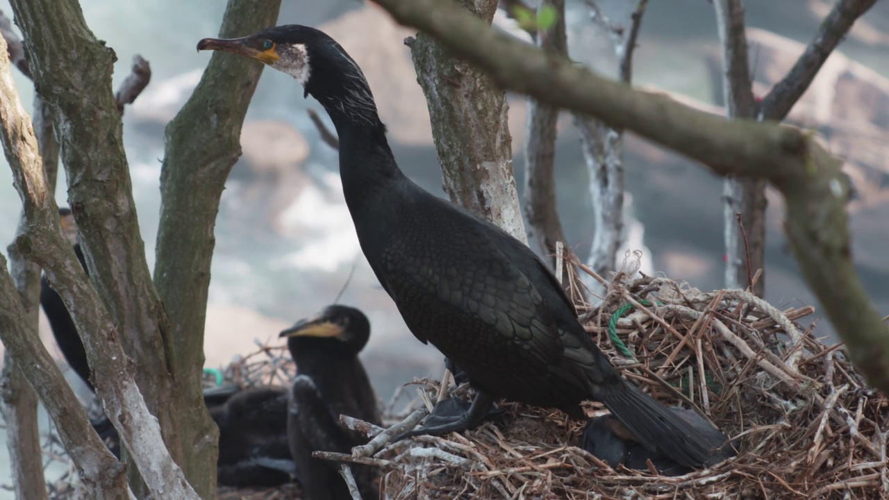 非军事区(非军事区)-鸬鹚(phalacrocoracidae)和婴儿坐在树前面的海/韩国视频素材