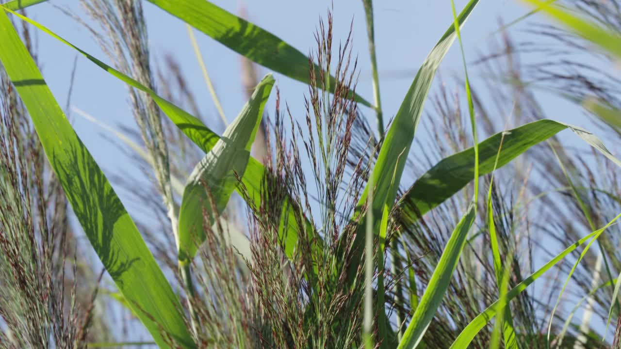 风中开花的芦苇视频素材