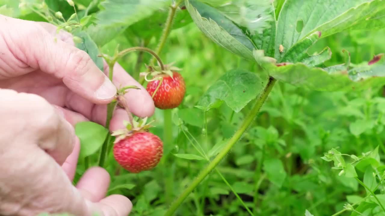 人的手采摘红色成熟的花园草莓在绿色的叶子。视频素材