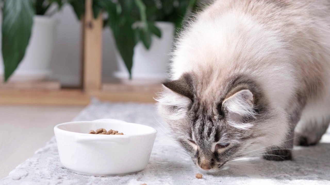 长毛猫吃着碗里的有机食物。视频素材