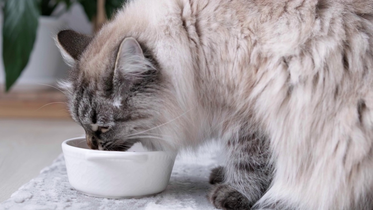 长毛猫吃着碗里的有机食物。视频素材