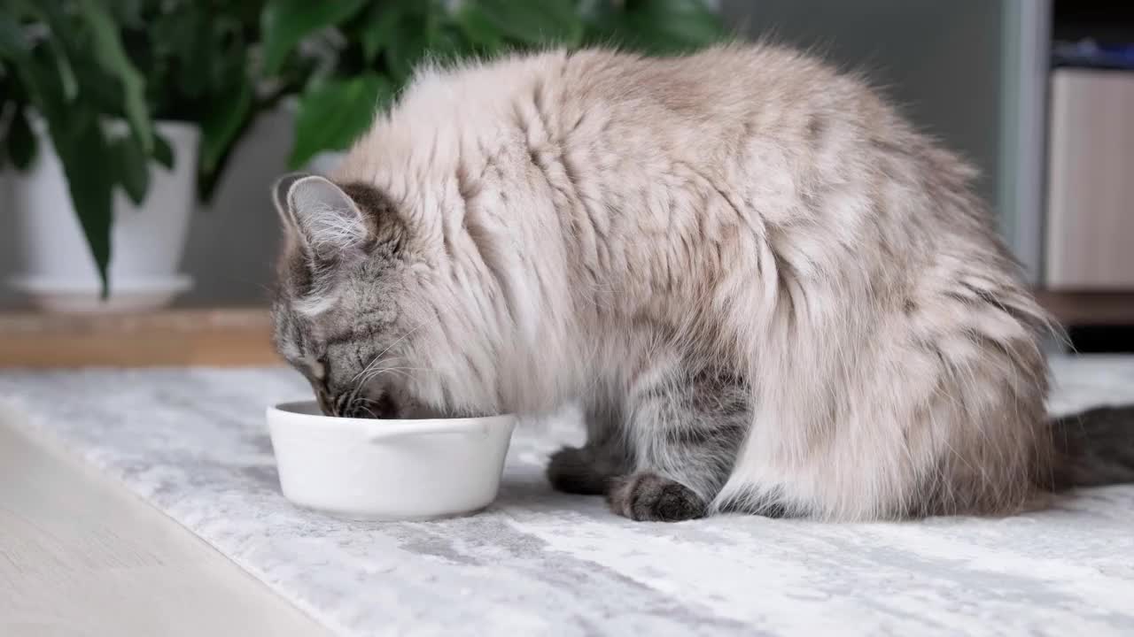 长毛猫吃着碗里的有机食物。视频素材