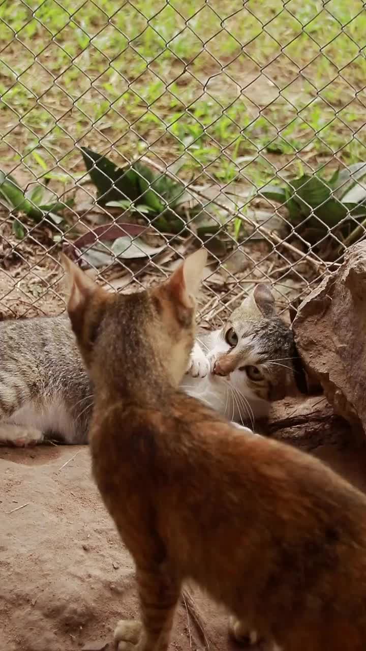 两只小猫打闹的垂直视频视频素材