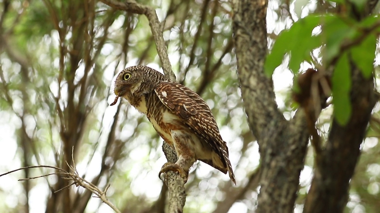 森林里树枝上的猫头鹰，亚洲横斑猫头鹰(Glaucidium cuculoides)视频素材