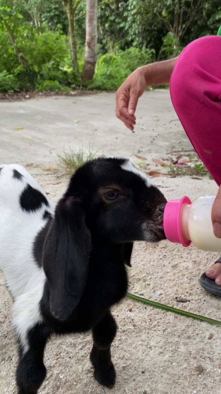 小山羊视频素材