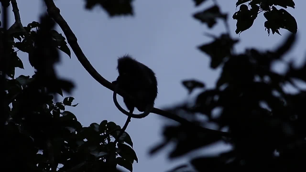 热带雨林中的暗叶猴或暗叶猴视频素材