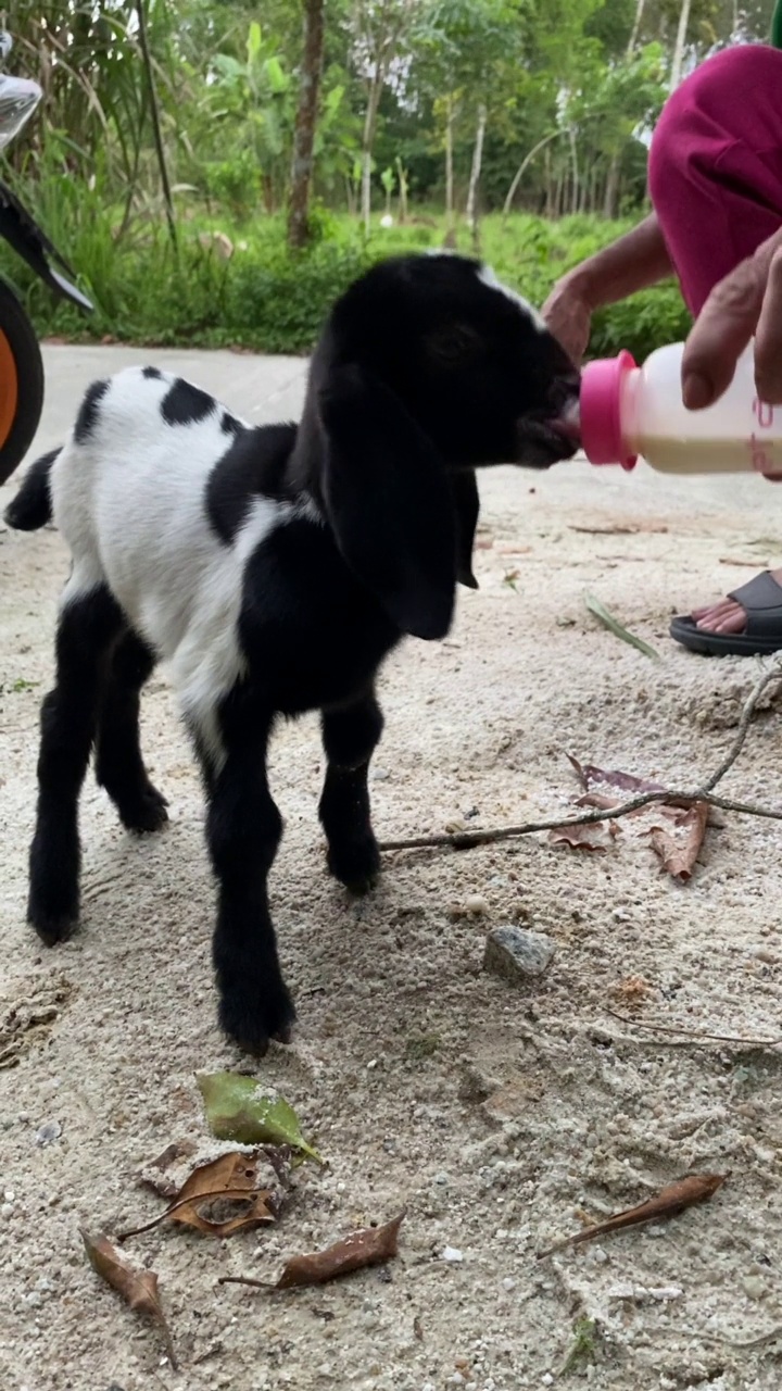 小山羊视频素材