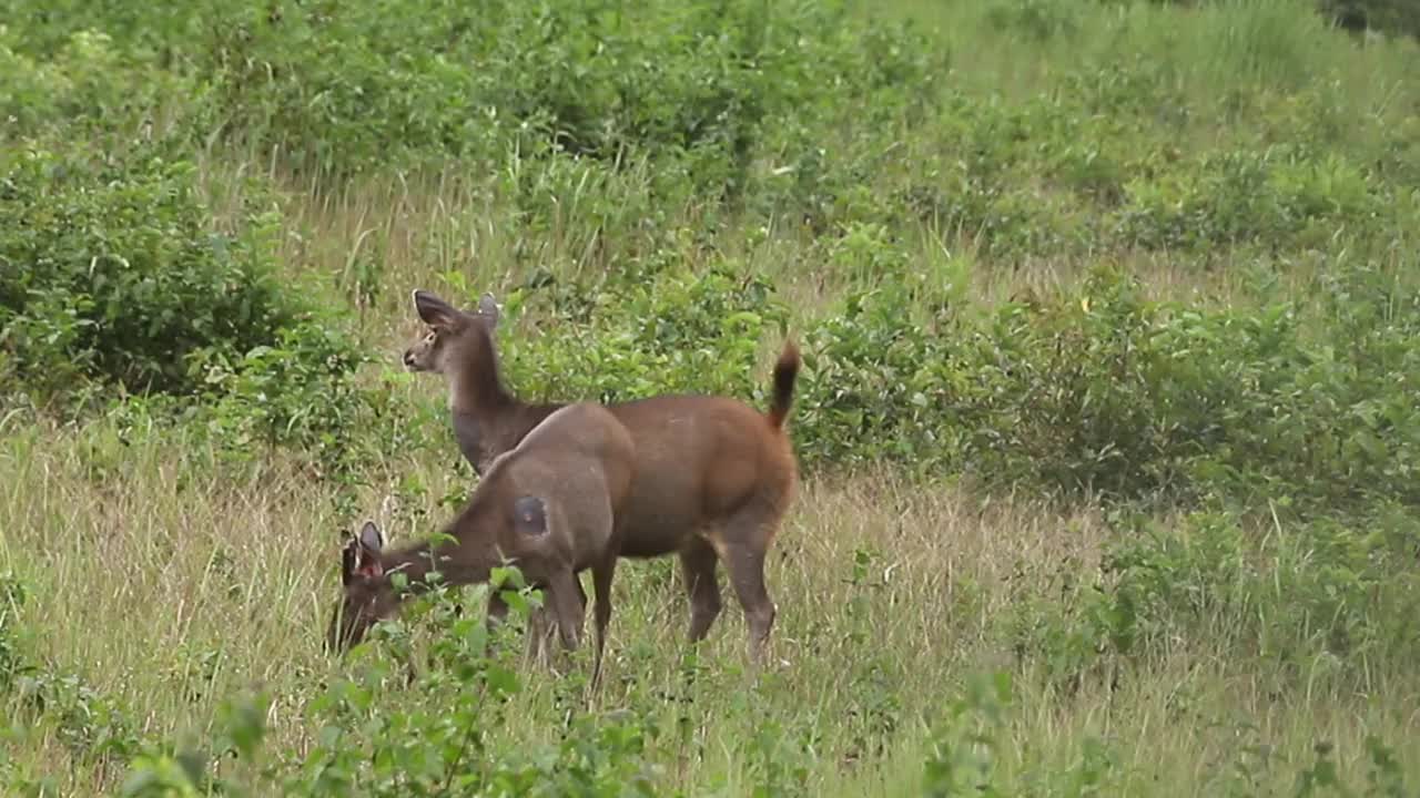 自然界中的桑巴鹿(Rusa unicolor cerus unicolor)视频素材