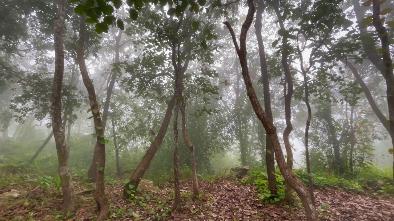 清晨雾笼罩着森林。视频下载