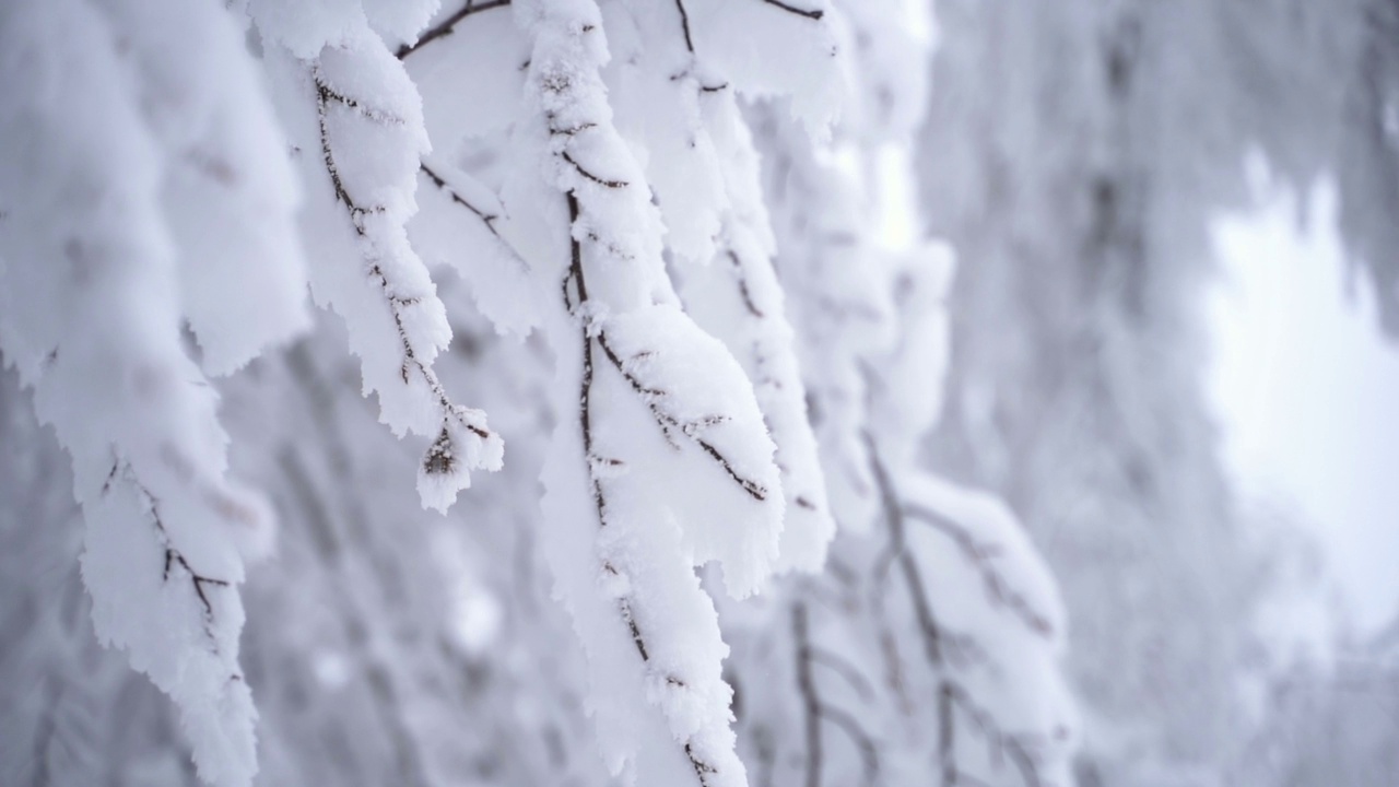 白雪覆盖的森林里的树木视频素材