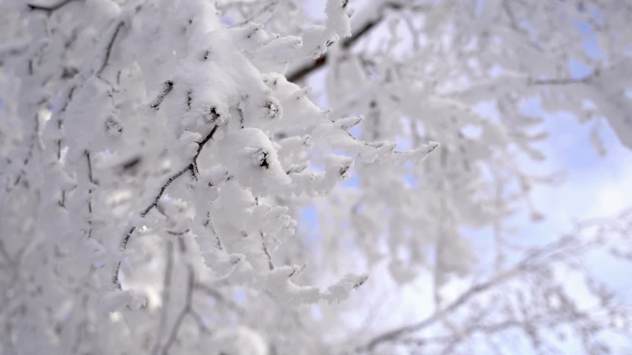 白雪覆盖的森林里的树木视频素材