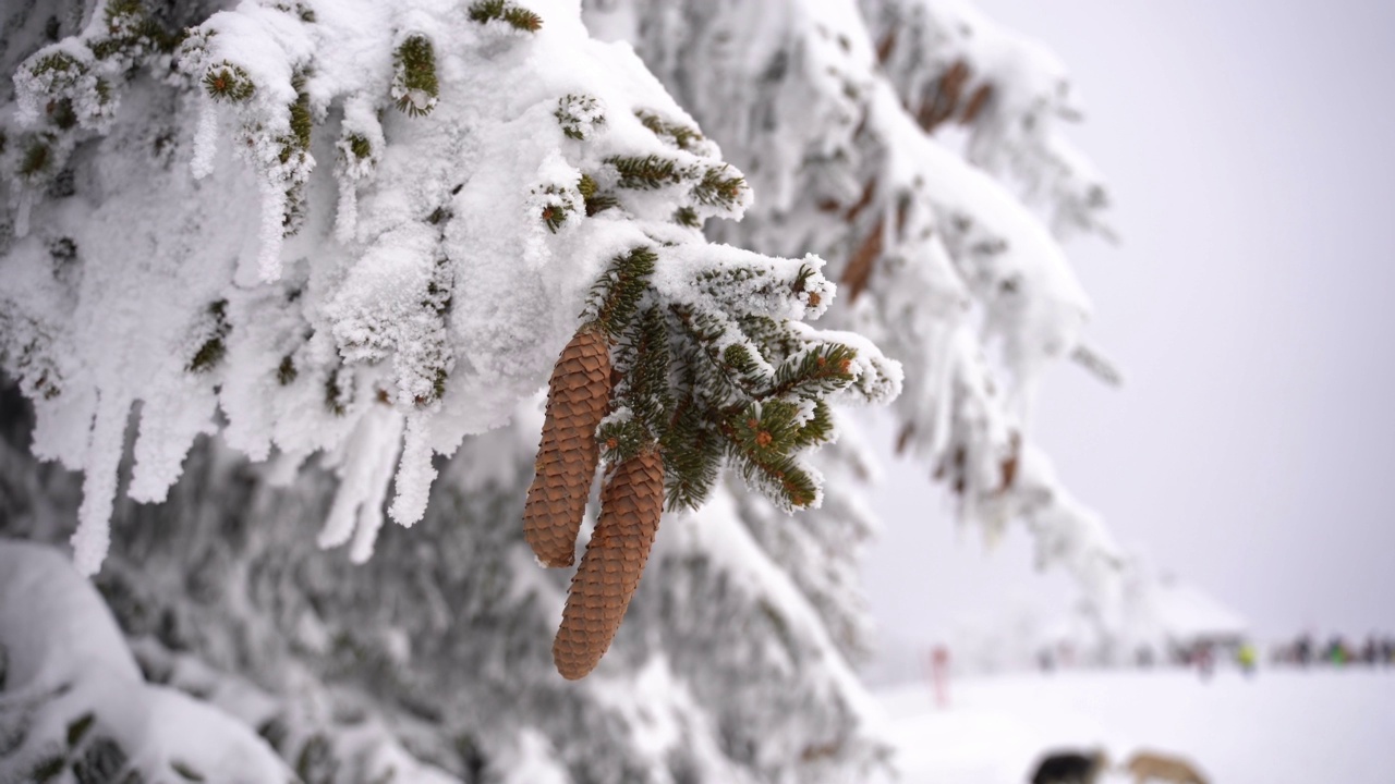 白雪覆盖的森林里的树木视频素材