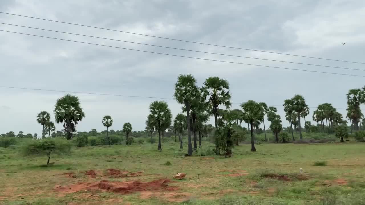 冰苹果林，汽车钻棕榈林视频素材